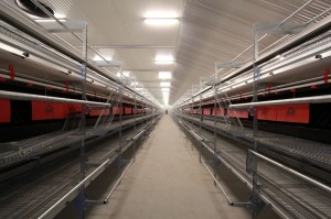 Comfort-2-Aviary-System-5-1400x933